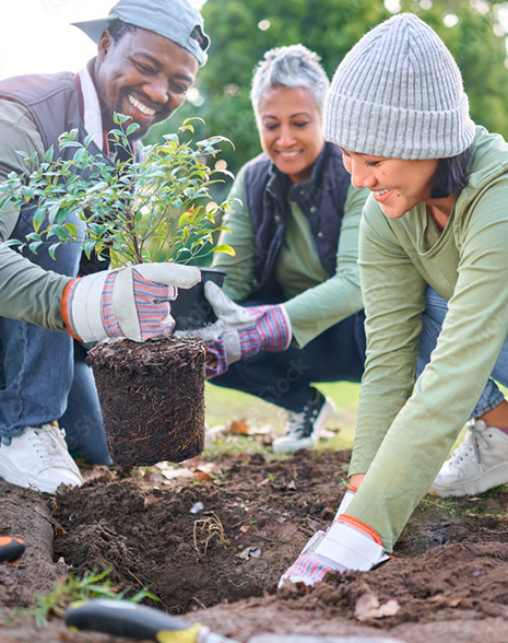 planting trees as volunteers