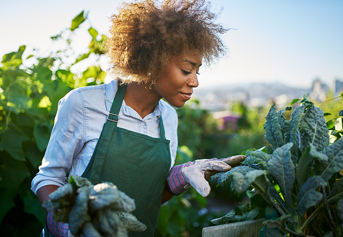 Woman gardening kale